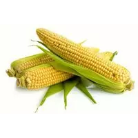 Семена кукурузы ТАР 349 МВ ФАО 310